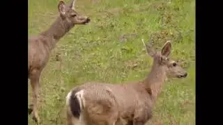 Zombie deer disease in a nutshell