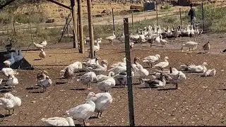Lazvegaz #goose