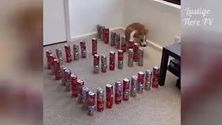 Lustige Tiere   Lustige Videos Zum Totlachen