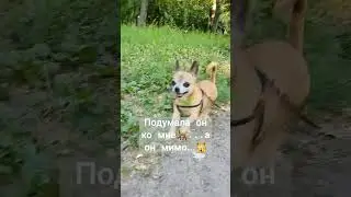 Собача на встречу🐕