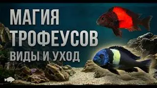 Tropheus Cichlids 😍 The Most Stunning Fish of Lake Tanganyika!