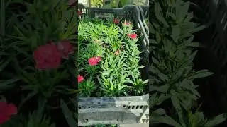 Немного привезли цветов:) #сад #garden #садоводство #дача #растения