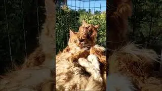 Мейн кун. Кот Джокер и его жена Тиффани. Мы в Тик Токе!