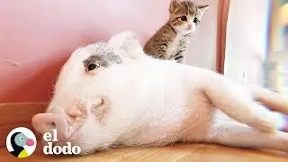 Pig raised by cats thinks he's one of them | The Dodo