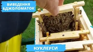 Breeding of queen bees and settlement of nucleus | Beekeeping and Nature