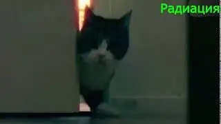 МЯУ БЛ*ДЬ
