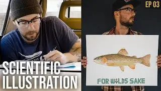 HOW TO ILLUSTRATE AN APACHE TROUT IN WATERCOLOR | For Wild's Sake Behind The Scenes | Episode 3