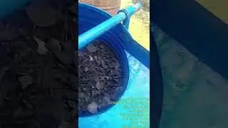 pengayakan arang bathok kelapa