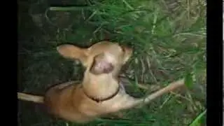 Пес нашел беспомощного ежика