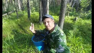 ШОК!!! Море черники, не куда шагнуть. ЧЕРНИКА 2020