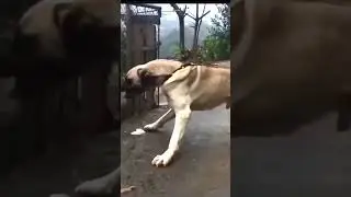 GiantBreeds DOG alive