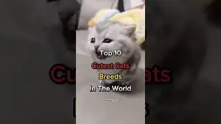 TOP 10 Cutest Cats Breeds In The World. #cat #cats #catlover #catbreed