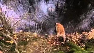 Conker takes a drink