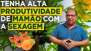 Saiba tudo sobre Sexagem do Mamoeiro - Prof Marcelo Barreto