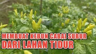 Berkebun di Pekarangan. Merubah Lahan Gersang jadi menghasilkan Sayuran..!