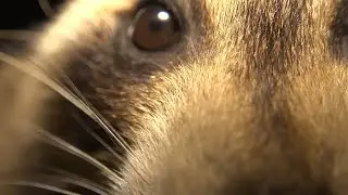 31 Days of 🦝 - 26 - Closecoon!