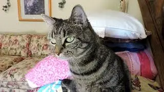 Petting a happy, relaxed cat (oddly satisfying)