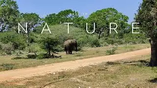Elephant in the wild asking for food