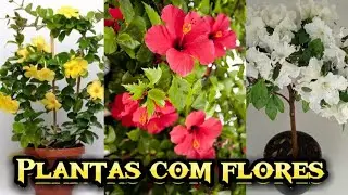 3 LINDAS PLANTAS COM FLORES PARA SUA CASA