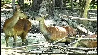 Олени купаются в болоте, а пить уже нечего || Red Deer bathe in a swamp