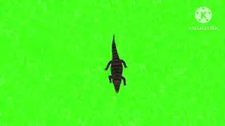 Crocodile 🐊 walking green screen #copyrightfree green screen animal walking