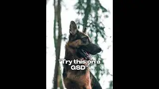 German Shepherd - Yes or No?