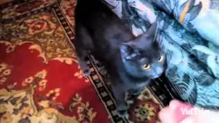 Кошка приносит мяч,котопёс,ржач,прикол,ахахаха