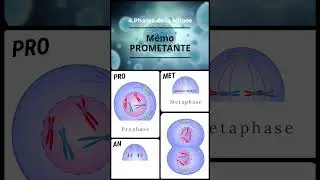 Mémo : 4 phases de la mitose