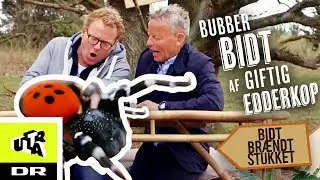 Bubber bidt af giftig edderkop - Mariehøneedderkop | Bidt, brændt og stukket