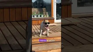 Лучшие друзья с собакой 