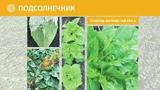 Гибриды подсолнечника MD Master Premium - защита от ложной мучнистой росы