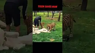 Tiger Hero: Stops Leopard Attack Behind Man! 
