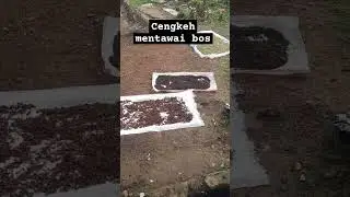 cengkeh 8.000 pertekon#sikakap