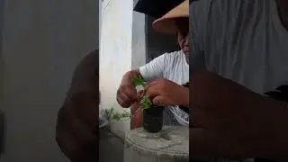 bikin liukan extrem bahan bonsai anput mini