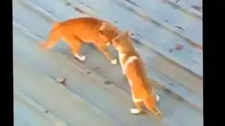 Драка котов насмерть