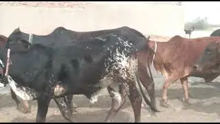 Beautiful cholistani rathi cows of Jallokay tribe!
