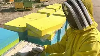 Делаем отводки. Начало июня 2021