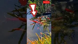 red fish 😍 #fish #shortsfeed #short #capcut #naturelovers #wildlife