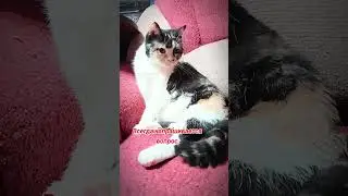 Модный приговор🤣 