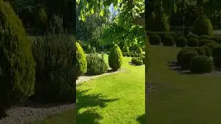 Утро хвойные  в парке