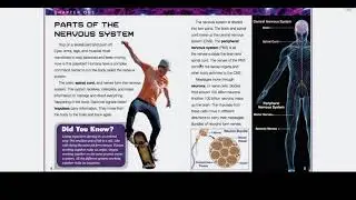 The nervous system (part 1)