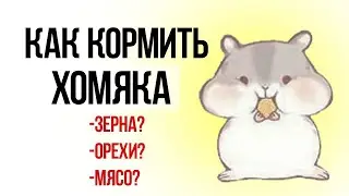 Чем кормить хомяка