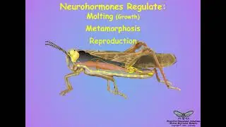 02-Insect Endocrinology - Hormones, Sources and Actions - An Overview