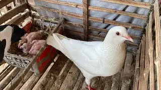 Feeding my Pigeons at Home