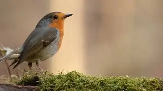 Burung Di Alam Liar
