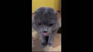 Говорящий кот