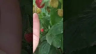 Рем малина сорт Имара, начало плодоношения