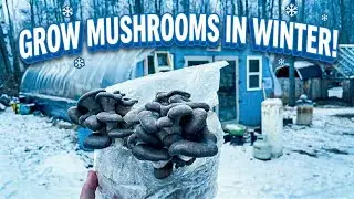 Winter Greenhouse Mushroom Cultivation Montage