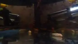 Мальки золотого анциструса