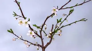 Videos of Dennis Herzog, beautiful nature videos! Have a look at my website